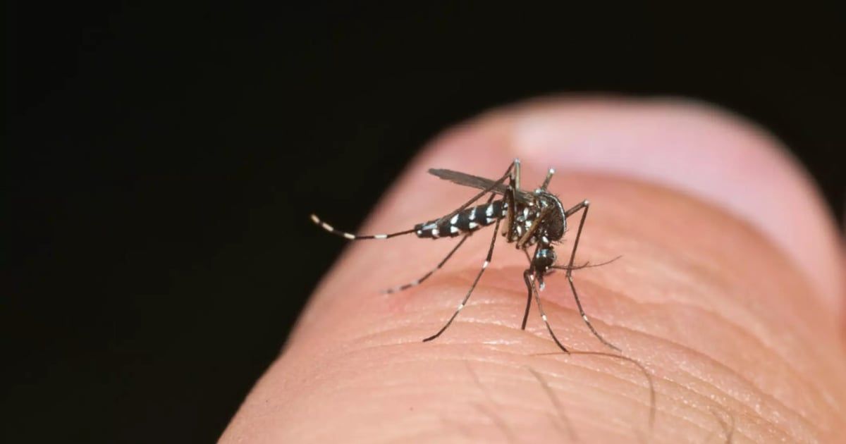 قبل الأولمبياد.. ارتفاع قياسي بإصابات حمى الضنك في فرنسا