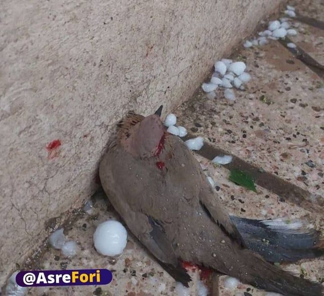 تساقط حبات برد "كبيرة" يُلحق ضررًا بمشهد الإيرانية (صور وفيديو)