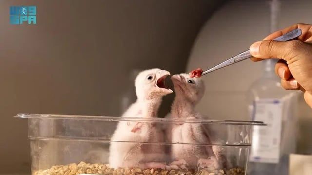 السعودية.. فراخ صقور نادرة تبصر النور في تجربة ناجحة لتربية الطيور الجارحة (صور)