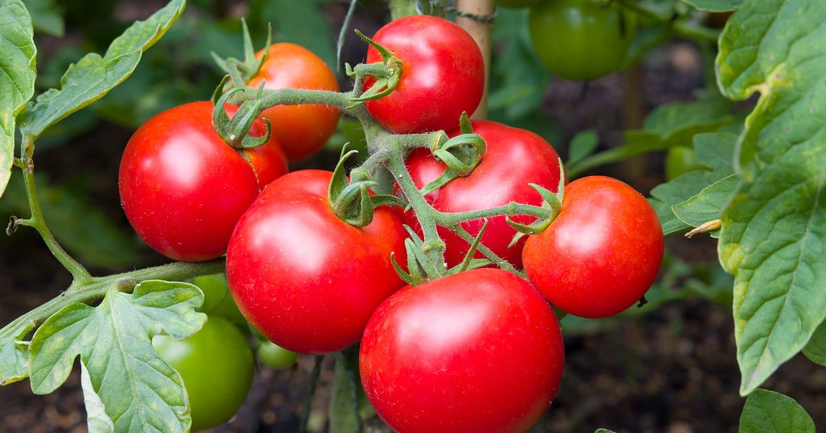 خبراء تغذية يوضحون الفرق بين الطماطم العضوية وغير العضوية