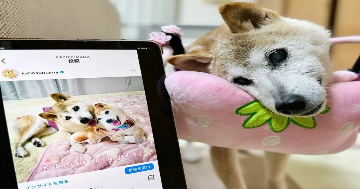 وفاة أشهر كلبة في العالم.. الوجه الإعلاني لعملة "دوجكوين" (صور)