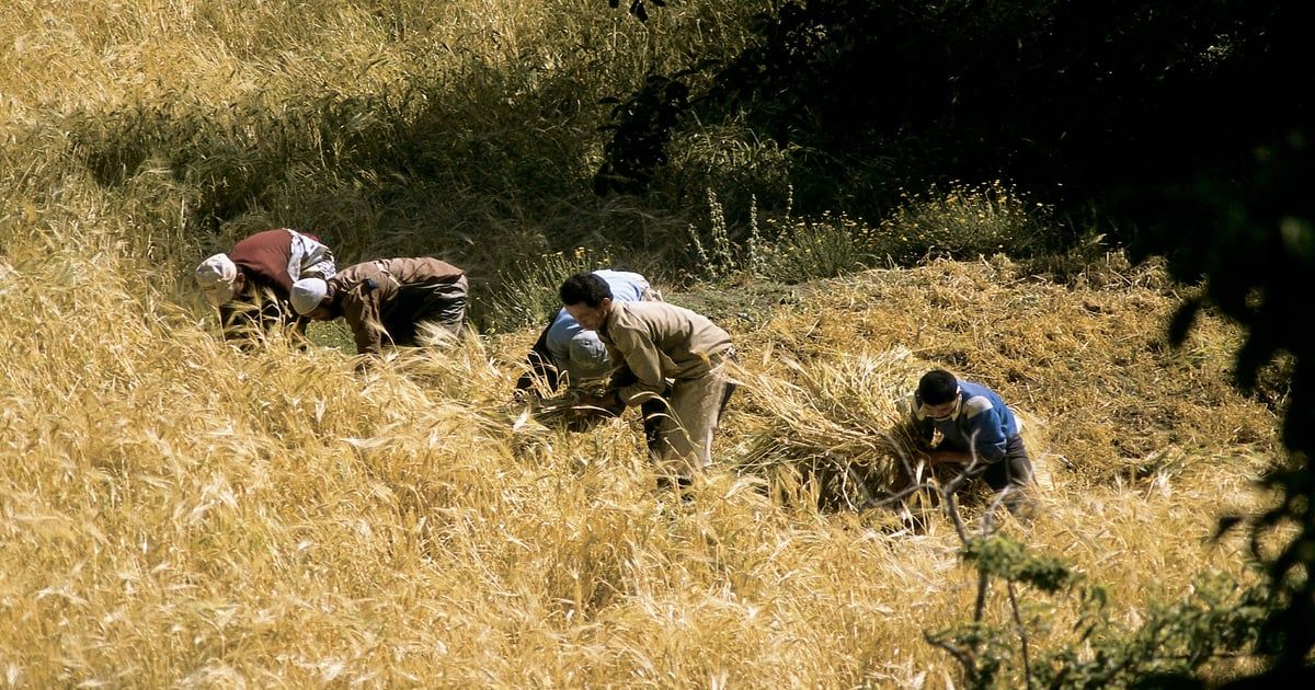 المغرب.. توقعات بتراجع إنتاج الحبوب بسبب الجفاف