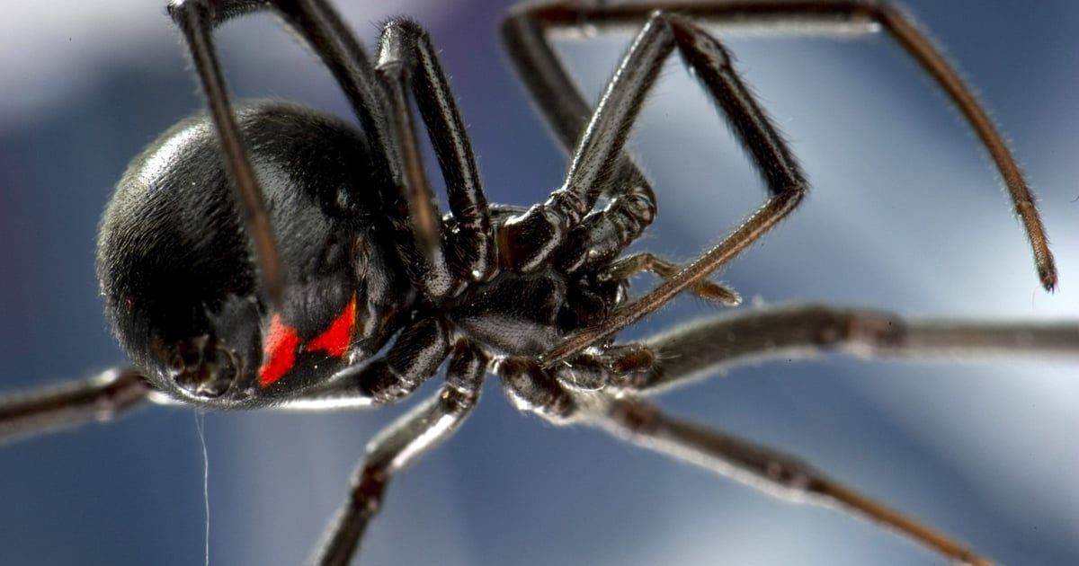 تحذيرات من عناكب قاتلة قد تغزو ولايات أمريكية