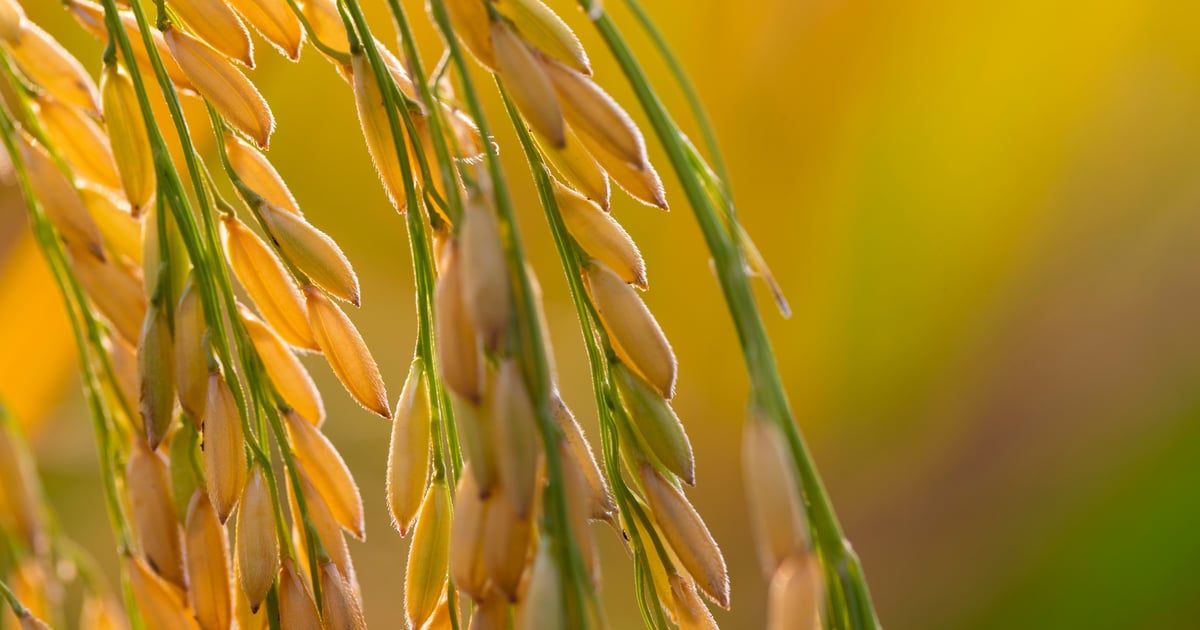 علماء: منع زراعة الأرز الذهبي قد يودي بحياة عشرات آلاف الأطفال