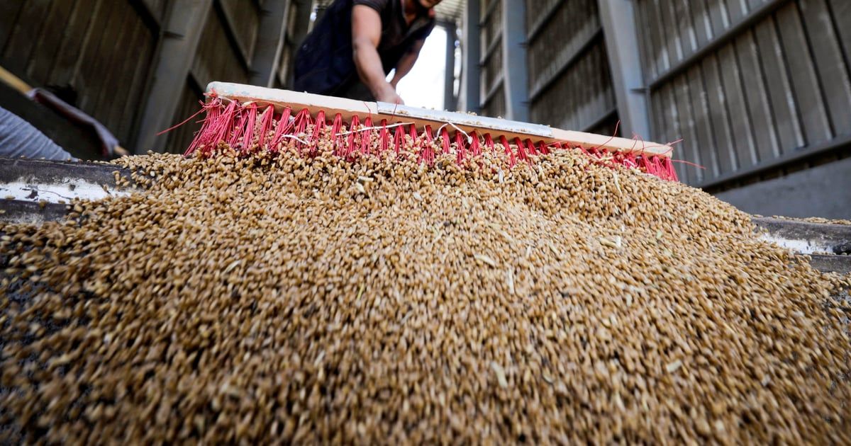 مصر تستهدف زراعة 3.5 مليون فدان قمح