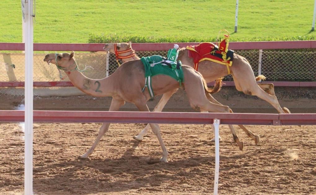 منافسات مثيرة لسباق سن الفطامين بميدان الذيد