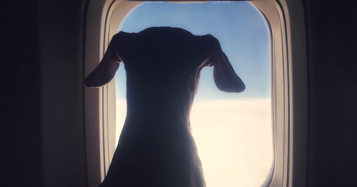 لأول مرة.. تخصيص طيران "درجة أولى" للكلاب (فيديو)