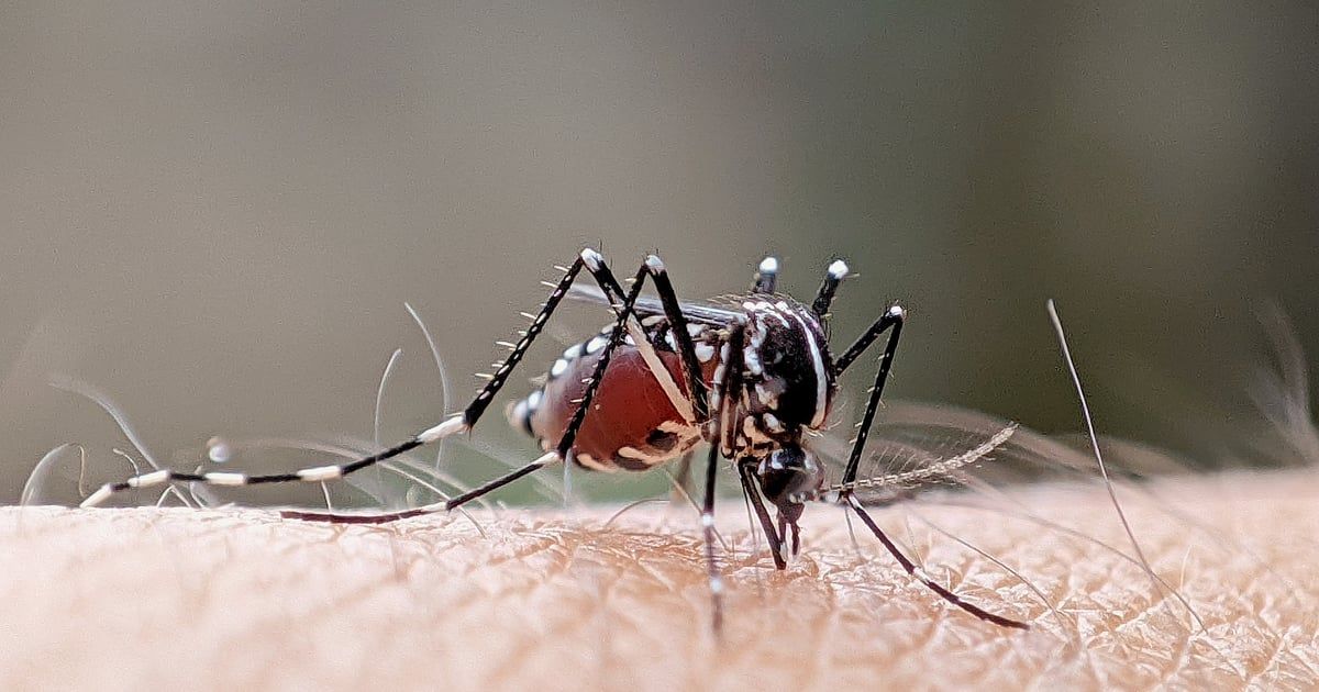 مع اقتراب الصيف.. البعوض يهدد بانتشار أمراض خطيرة