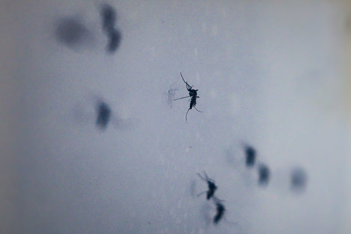 تطوير تكنولوجيا تحرير جينات الحشرات لمكافحة الأمراض المعدية