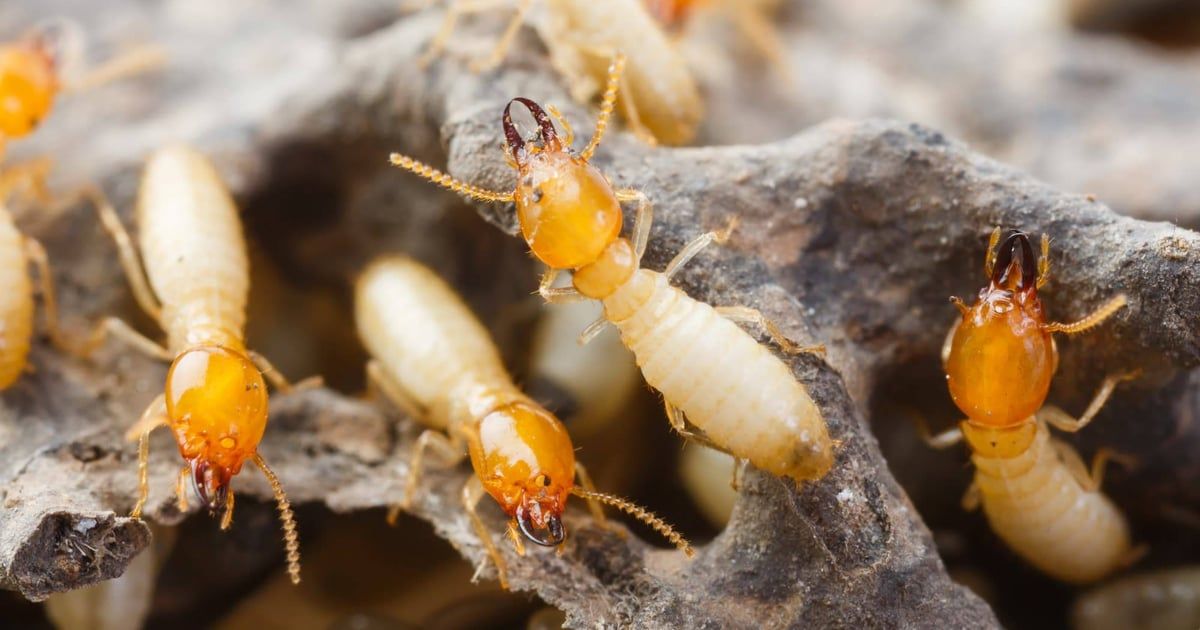 علماء يكتشفون "رائحة طيبة" تقضي على النمل
