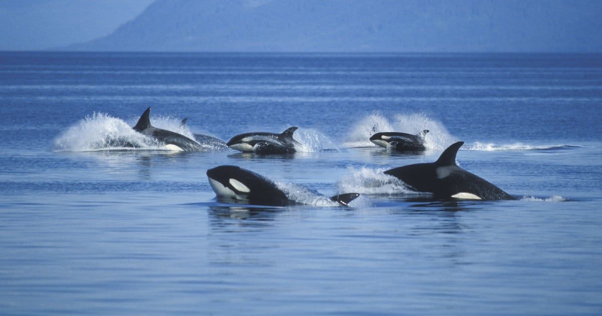 مع ظهورها المستمر بسواحل طنجة.. حيتان "الأوركا" تثير فزع المغاربة‎