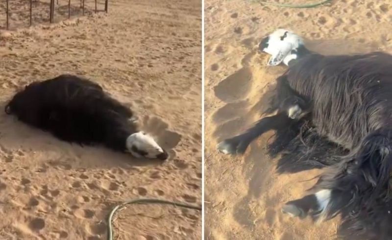 مواطن سعودي رفض بيع "الشاة" لـ "زبون" وبعد 5 دقائق حدث مالم يكن بالحسبان !.. اتفرج الفيديو