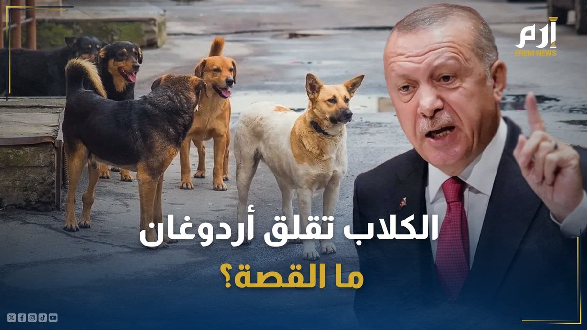الكلاب تُقلق أردوغان.. ما القصة؟