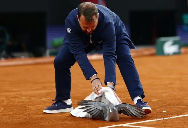 حكم تنس يثير إعجاب الجمهور بعد إنقاذ حمامة في رولان غاروس (فيديو وصور)