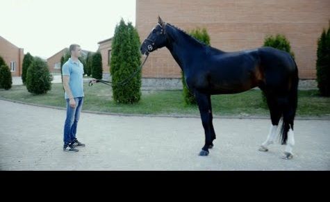 الخيول بأنواعها المختلفة ومميزاتها وخصائصها المختلفة