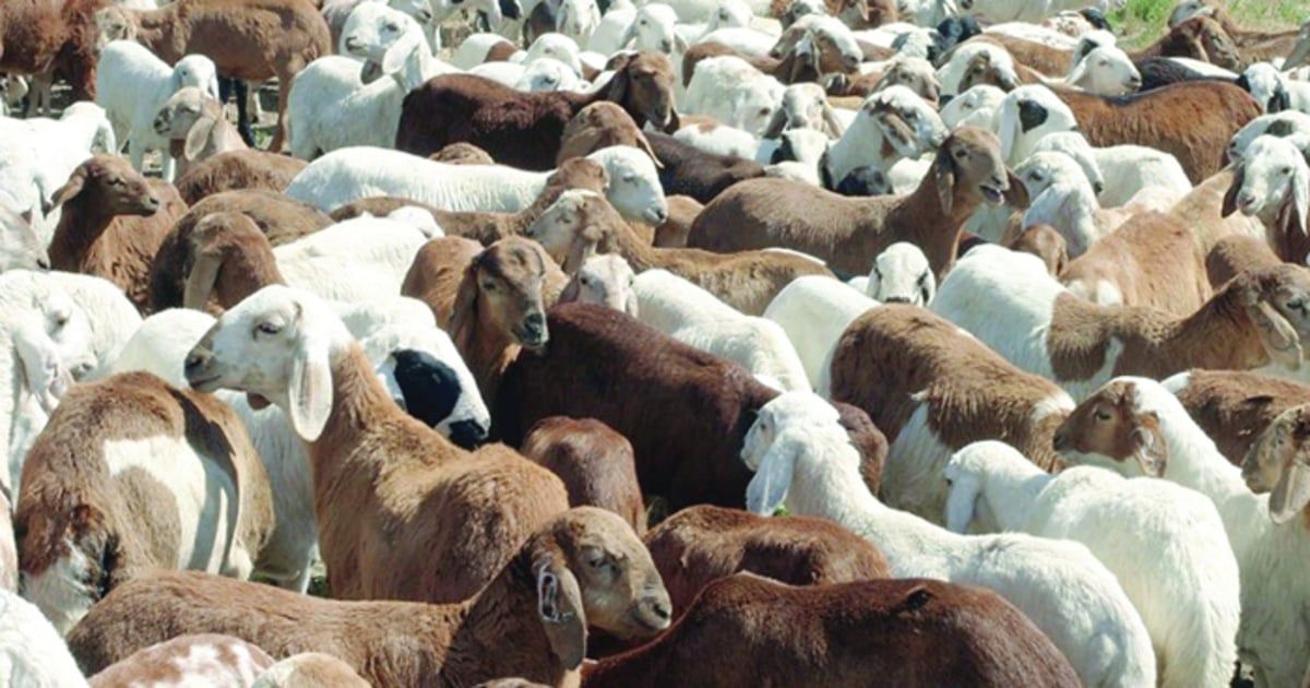 الجزائر.. ما سر الارتفاع الجنوني في أسعار أضاحي العيد؟