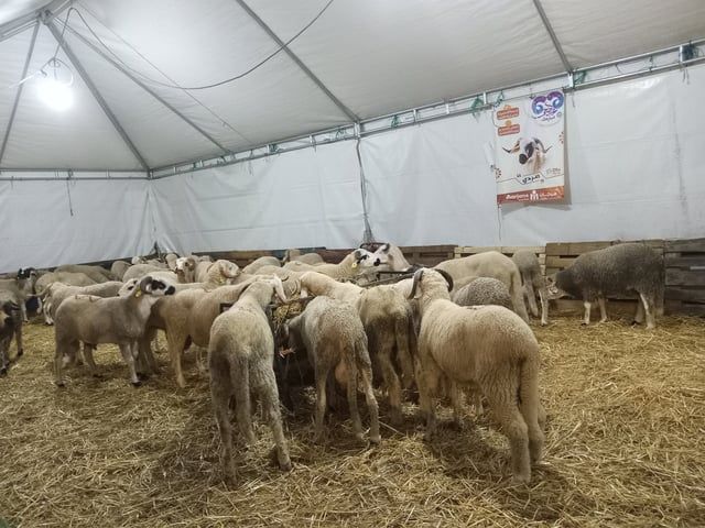 ارتفاع صاروخي في أسعار أضاحي العيد بالمغرب.. ما السر؟‎