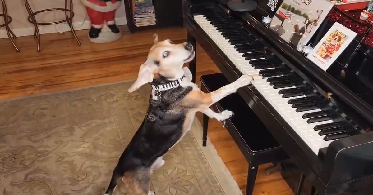 رحيل الكلب "عازف البيانو".. هكذا كانت آخر مقطوعاته الموسيقية (فيديو)