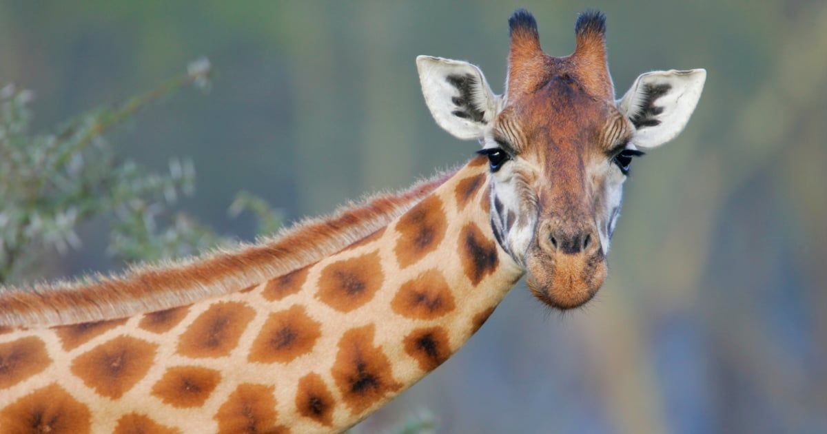 بموقف طريف.. زرافة تلتقط طفلة صغيرة من سيارة رحلة سفاري (فيديو)