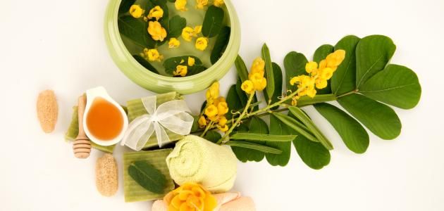 السدر فوائد سحرية لأوراق السدر وطرق زراعته