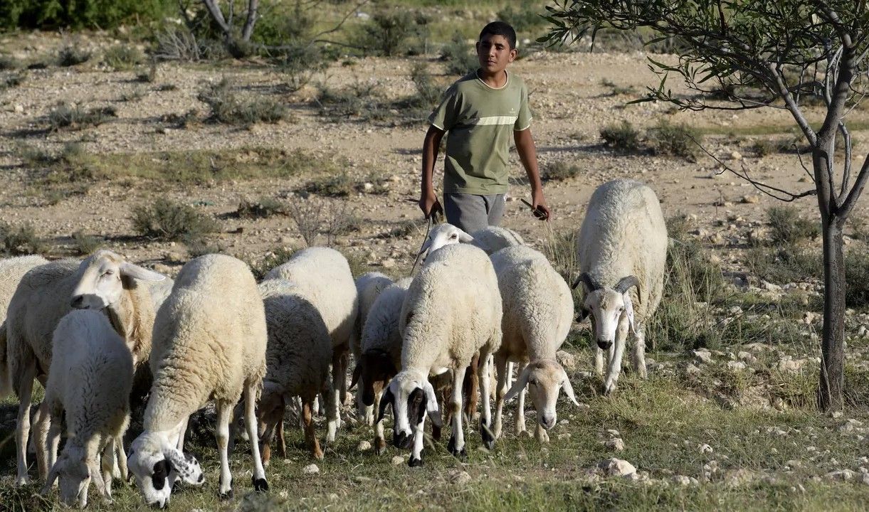 تعرف على ترتيب 10 دول عربية الأكثر امتلاكا للأغنام في العالم.. المفاجأة في ترتيب اليمن