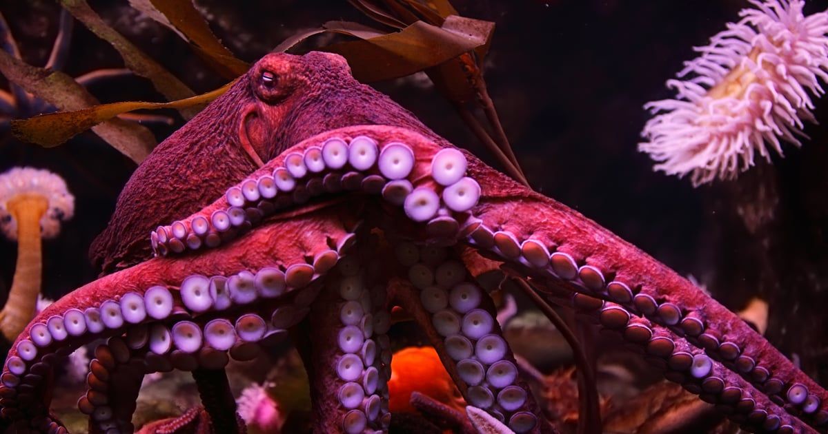 ما حقيقة الأخطبوط العملاق على شواطئ إندونيسيا؟