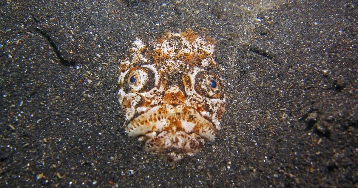 سمكة "مخيفة" تحصد ملايين المشاهدات على منصات التواصل (فيديو)