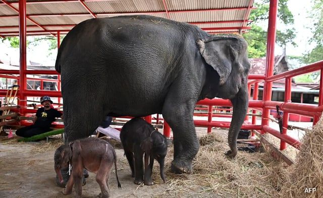 في حالة "نادرة".. فيلة تضع توأمًا وتهاجم أحدهما
