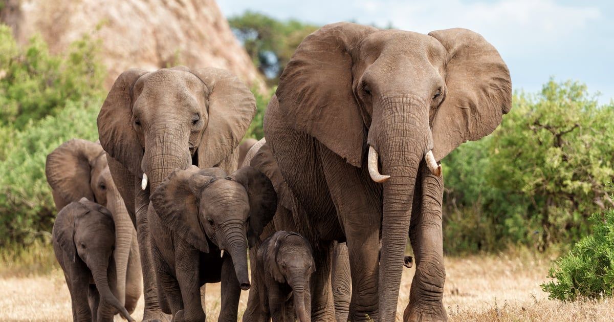 في حالة "نادرة".. فيلة تضع توأمًا وتهاجم أحدهما