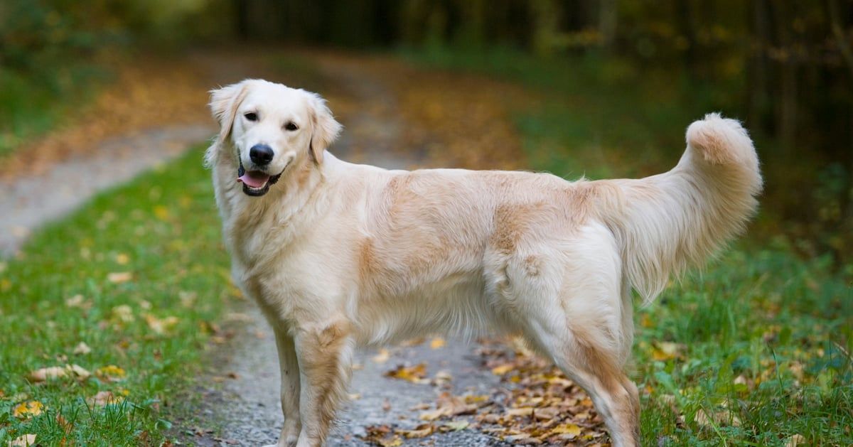 كلب مخلص ينقذ صاحبه من الموت بعد حادث مروع (صور)