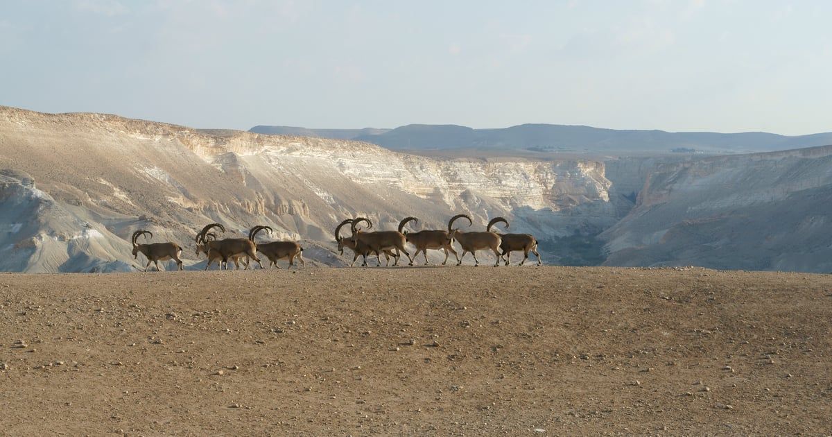وعول عربية في عُمان تفاجئ الباحثين بمصدر المياه الذي تشربه