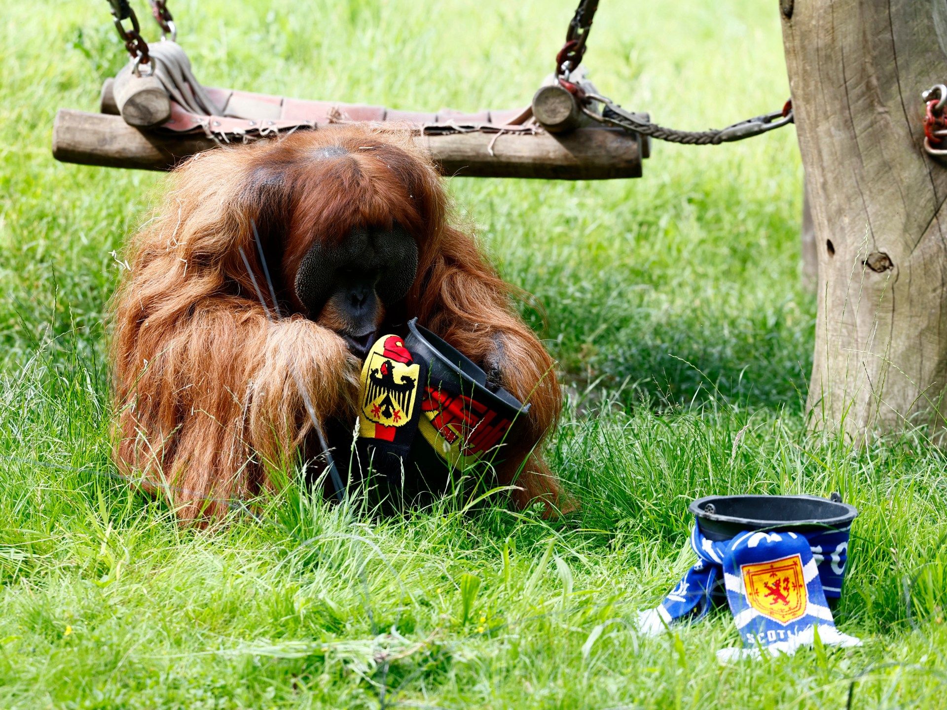 بالفيديو.. “إنسان الغاب” يتوقع فوز ألمانيا على أسكتلندا في يورو 2024 - موقع الخليج الان