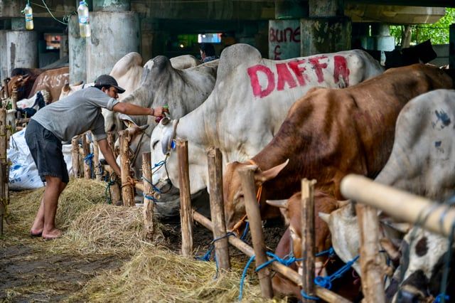 قبل ذبحها بعيد الأضحى.. جلسات مساج للأبقار في إندونيسيا (صور)