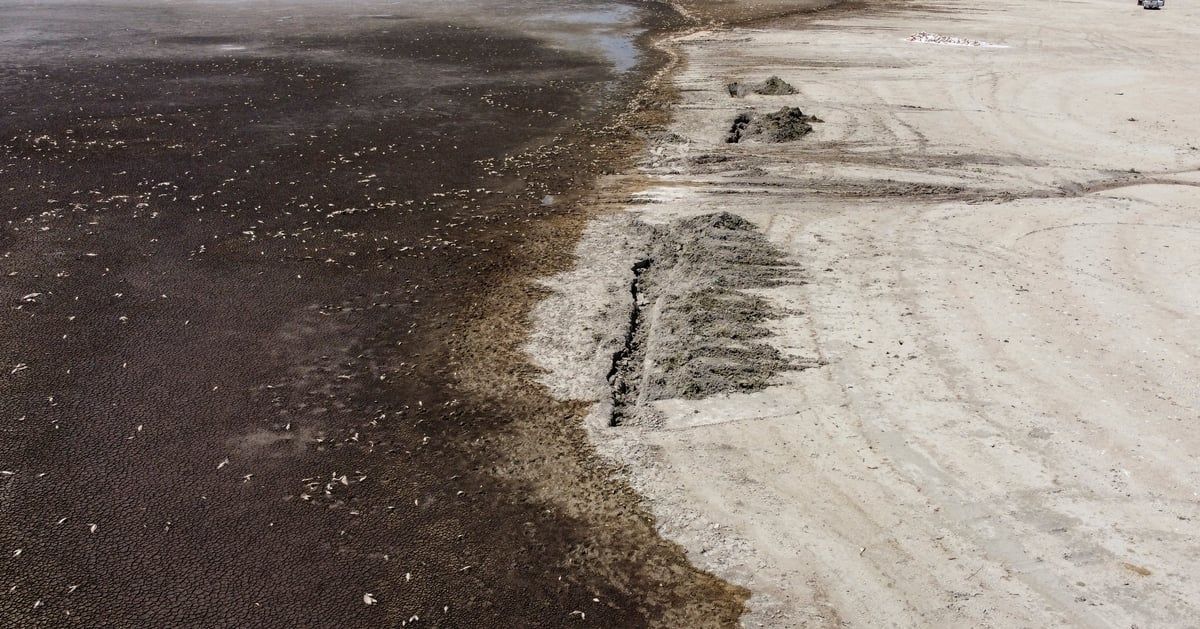 روائح كريهة وملوثات.. الجفاف يقتل آلاف الأسماك بالمكسيك (صور)