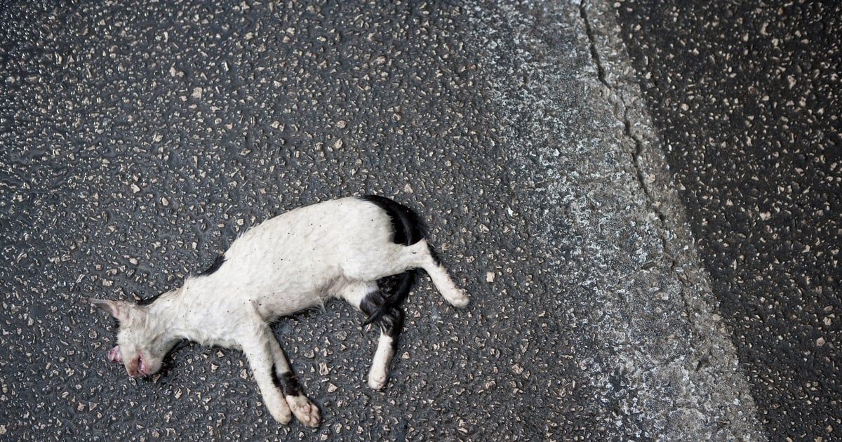 العثور على قطط مجمدة يثير جدلاً في المغرب