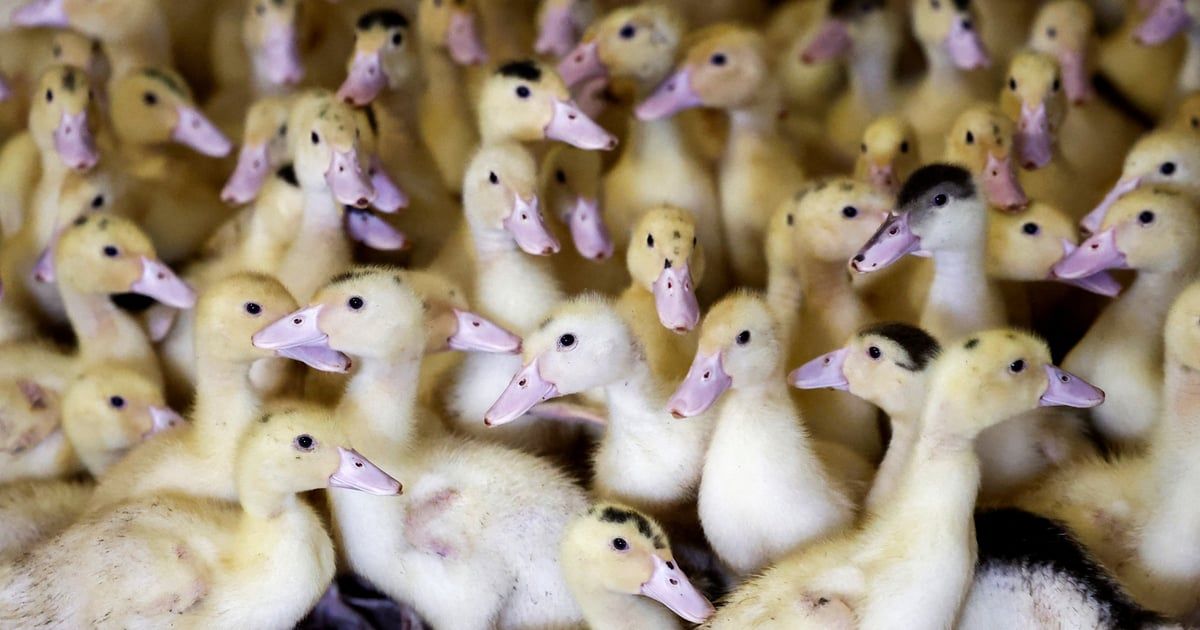 اكتشاف إنفلونزا الطيور في مزرعة جديدة بأستراليا‎