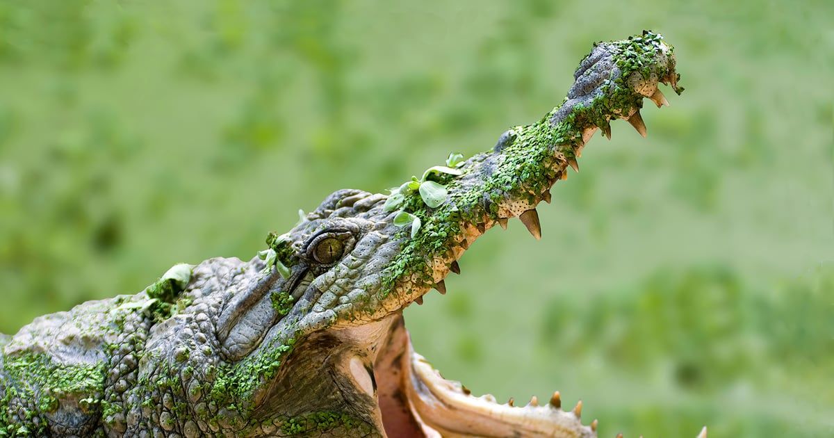 في حادثة "مرعبة".. تمساح ضخم يبتلع امرأة