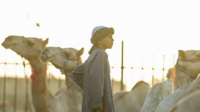 أضاحي "برقاش" في مصر.. أقدم مزاد جمال وقبلة للباحثين عنها