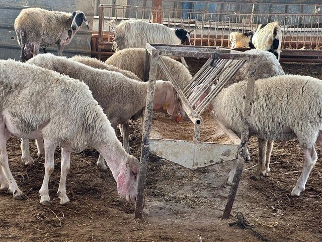 الغزيون بلا أضاحٍ مع حلول العيد