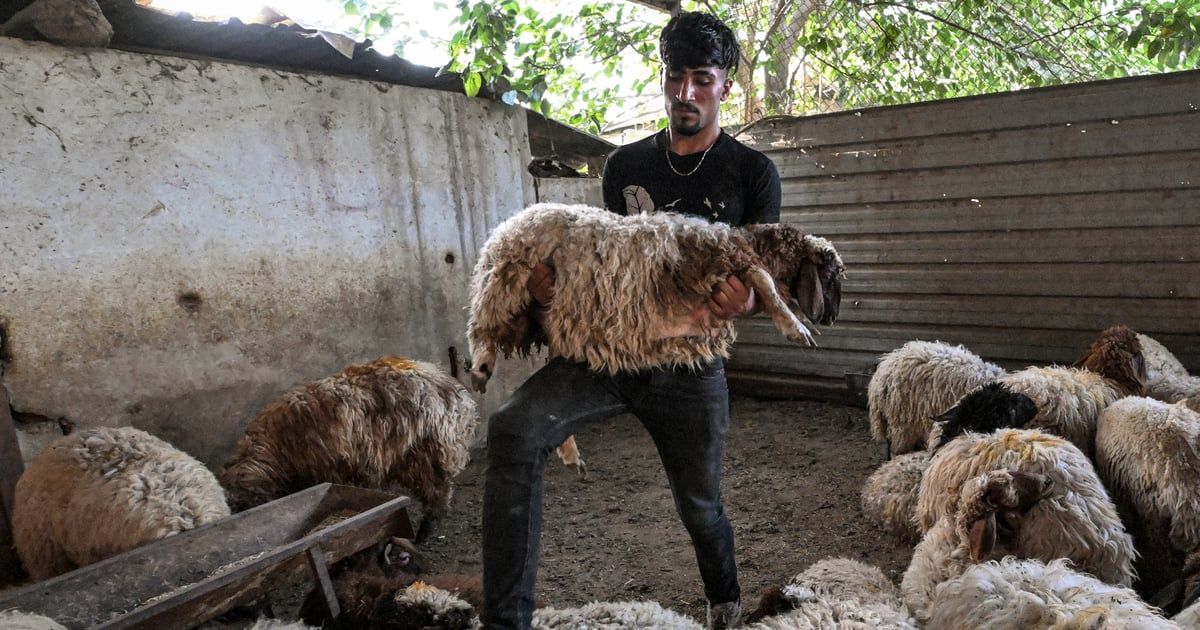 عيد الأضحى.. "زائر حزين" في بلدان عربية