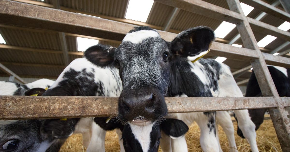 مصر.. عجل يقتحم مصلى العيد ويثير الذعر (فيديو)