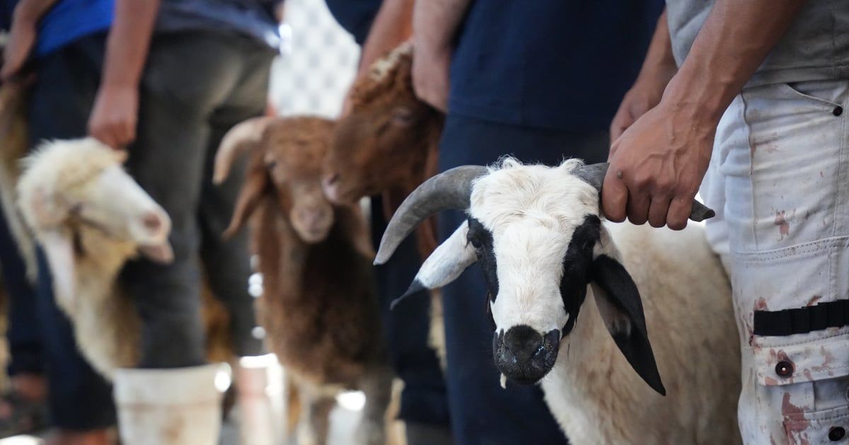 فتى جزائري يلقى حتفه بـ"نطحة" كبش