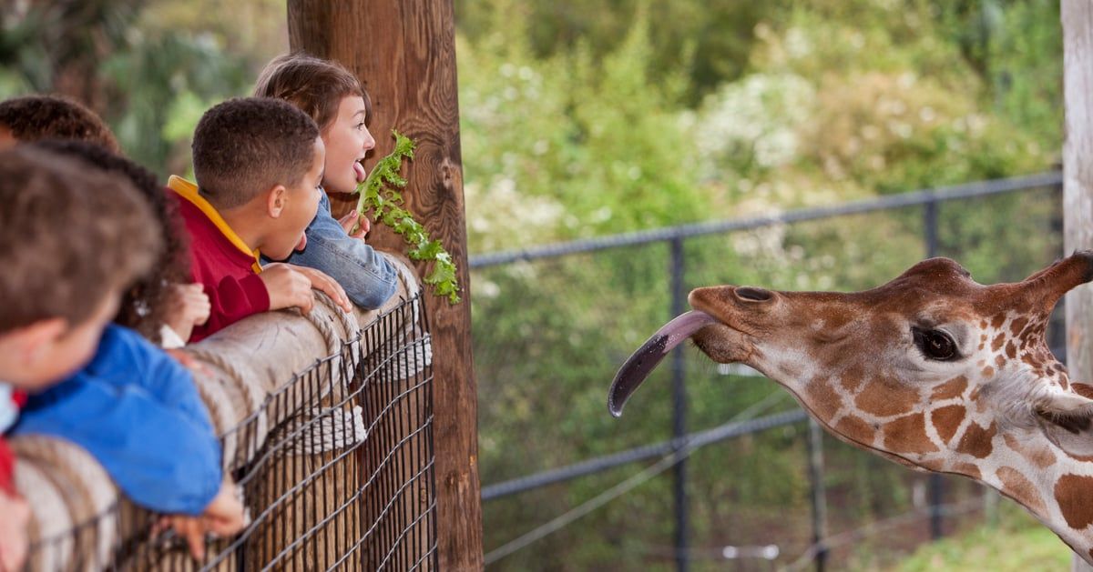 دمشق.. تأخر وصول الحيوانات يؤجل افتتاح الحديقة