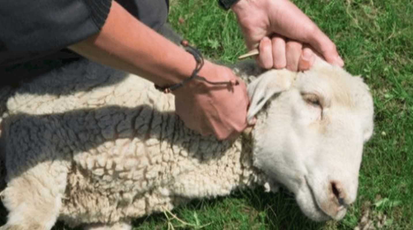 5 رؤوس في الثانية!! مشروع الإفادة من الهدي والأضاحي يحقق أعلى منجزات خلال موسم الحج 1445هـ - موقع الخليج الان