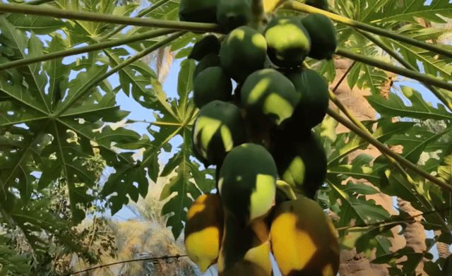 مزارع ينجح بزراعة فاكهة "البابايا" الاستوائية في العراق