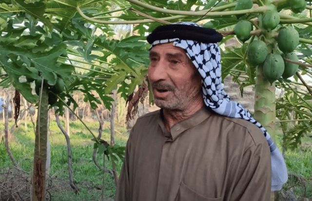 مزارع ينجح بزراعة فاكهة "البابايا" الاستوائية في العراق