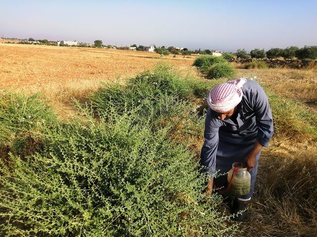 القبار.. ثمار نادرة تصبح مصدر دخل للسوريين‎ (صور)
