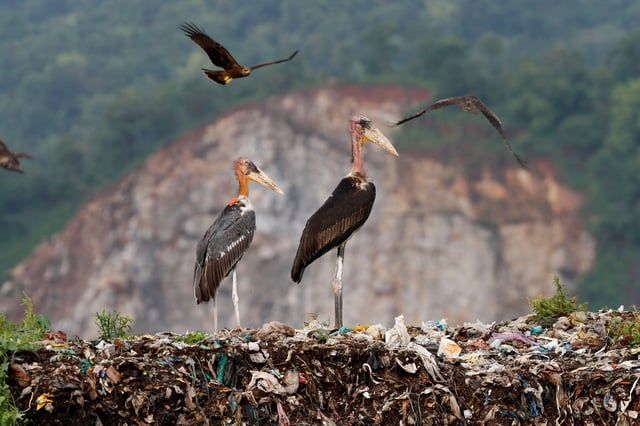 مثل البشر.. "تكتيكات" تعتمدها الحيوانات لمواجهة الطقس الحار(صور)