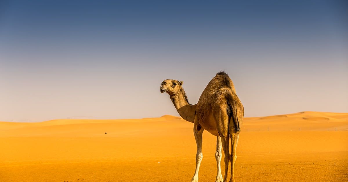 السعودية.. مخالفة "طريفة" تنتهي بسجن صاحبها (فيديو)