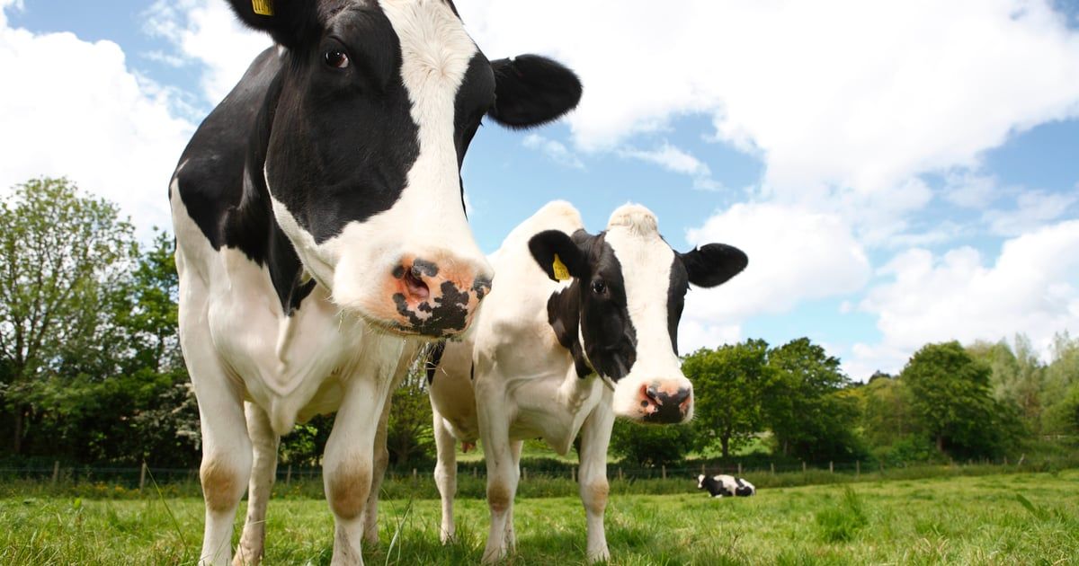 100 دولار على البقرة.. الدنمارك تفرض أول ضريبة كربون